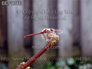"Relaxing in Contemplation in the Temporary Season" by Mui-Ling Teh