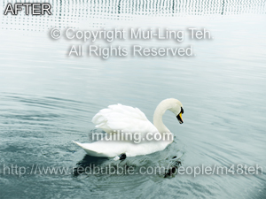 "The Last Song" by Mui-Ling Teh