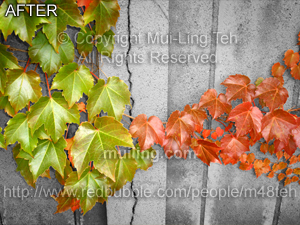 Edited version of "Splitting Season" by Mui-Ling Teh