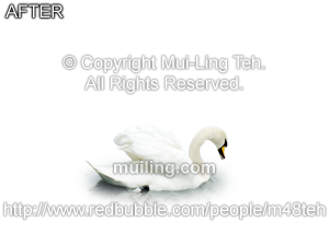 Swan image by Mui-Ling Teh with the background removed.